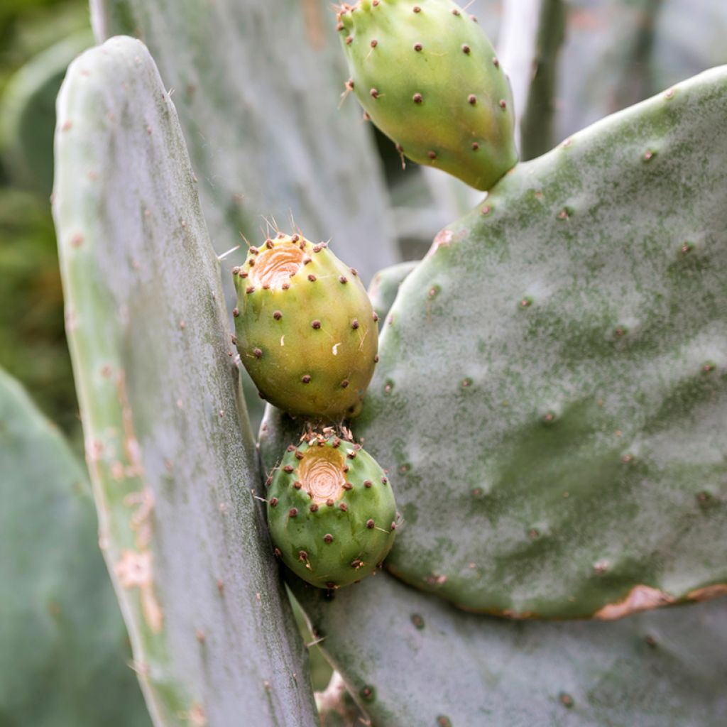 Opuntia leucotricha - Feigenkaktus