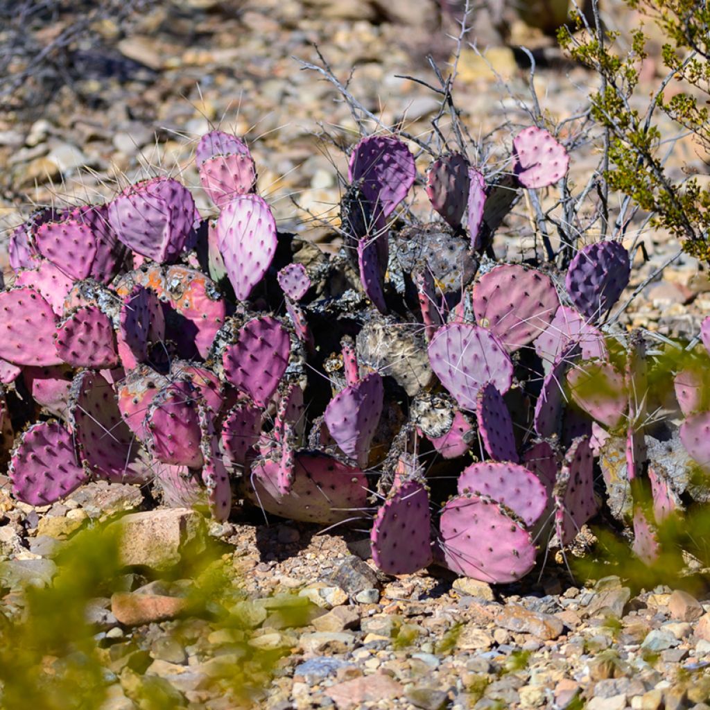 Opuntia macrocentra