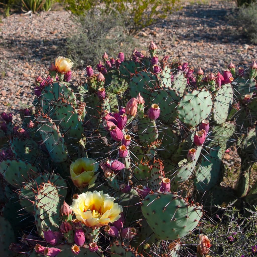 Opuntia macrocentra