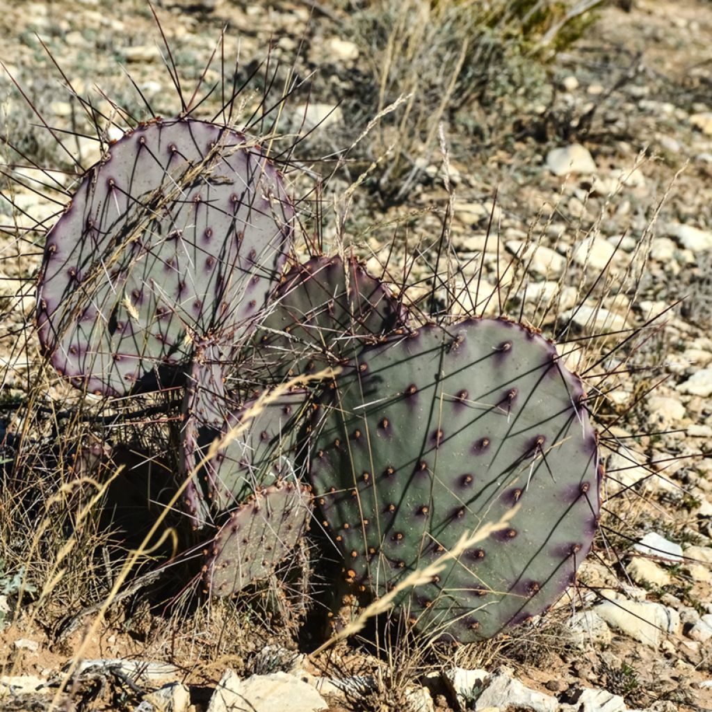 Opuntia macrocentra - Feigenkaktus