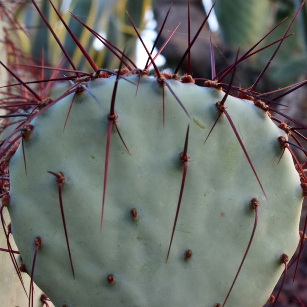 Opuntia macrocentra - Feigenkaktus