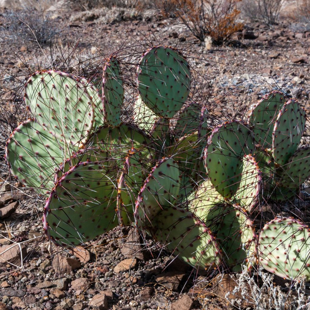 Opuntia macrocentra - Feigenkaktus