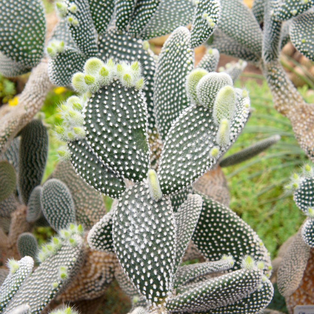 Opuntia microdasys var. albispina - Feigenkaktus
