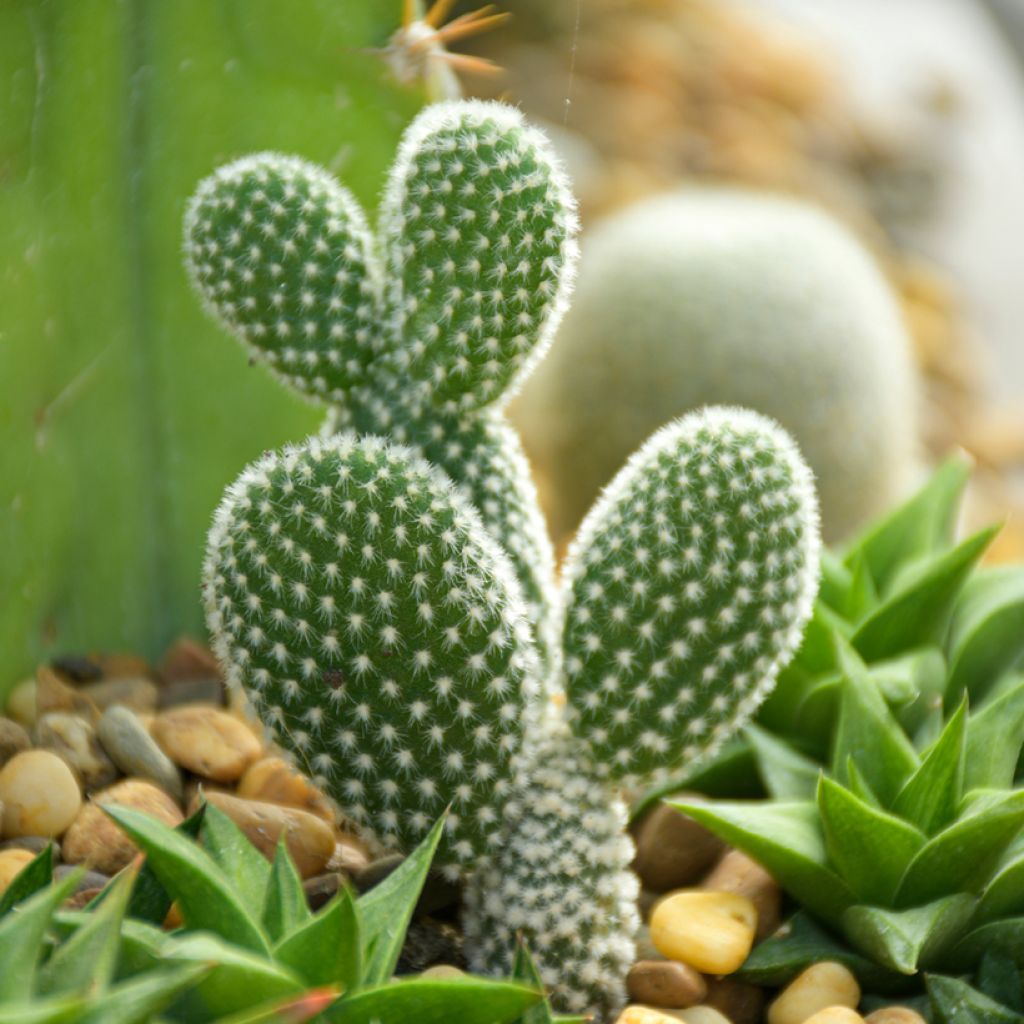Opuntia microdasys var. albispina - Feigenkaktus
