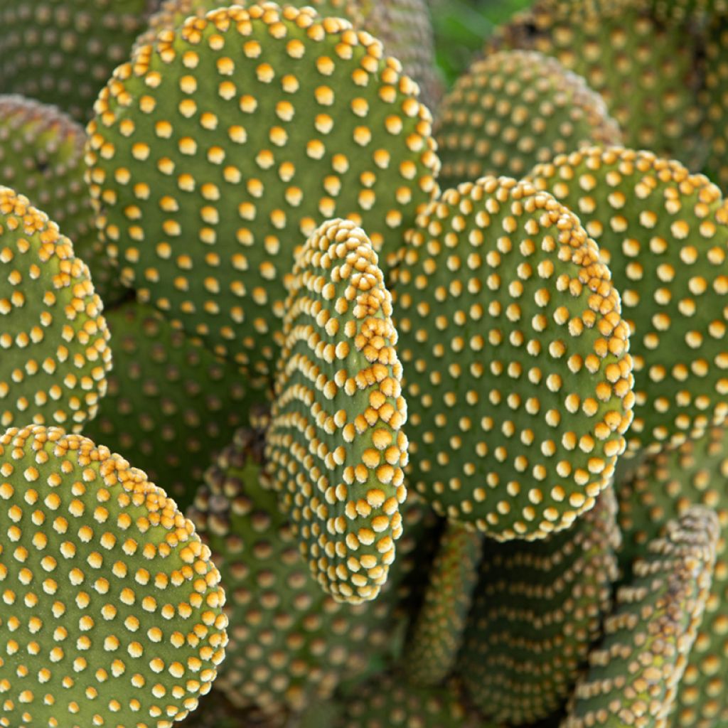 Opuntia microdasys var. pallida - Feigenkaktus