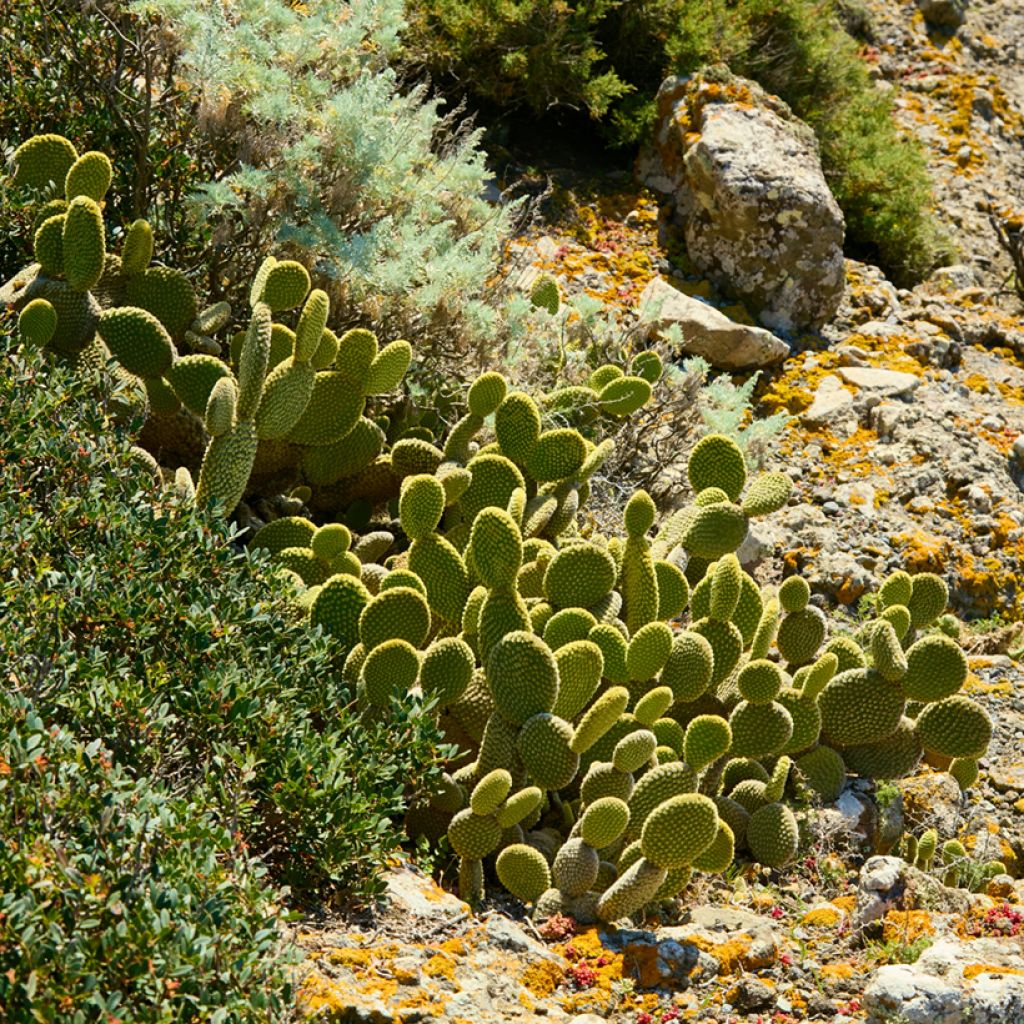 Opuntia microdasys var. pallida - Feigenkaktus