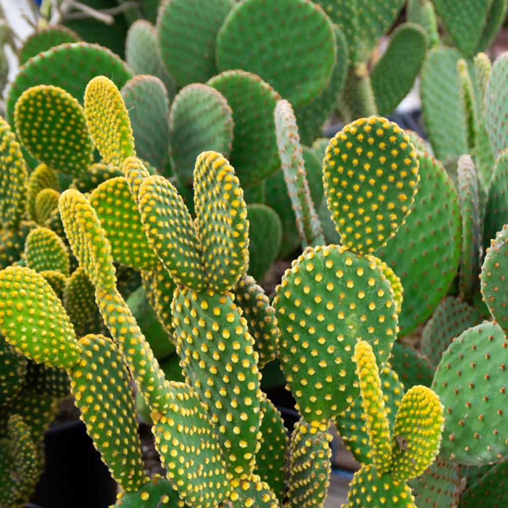 Opuntia microdasys var. pallida - Feigenkaktus