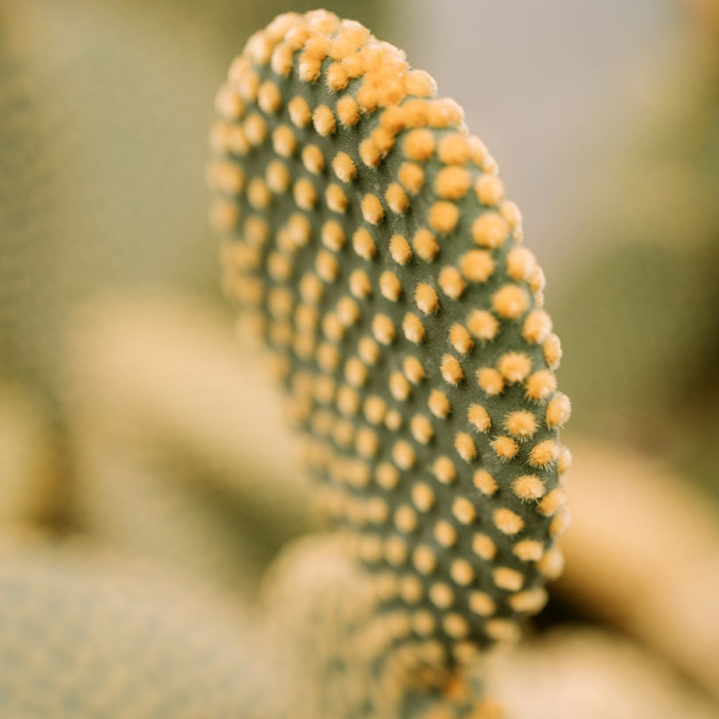 Opuntia microdasys var. pallida - Feigenkaktus