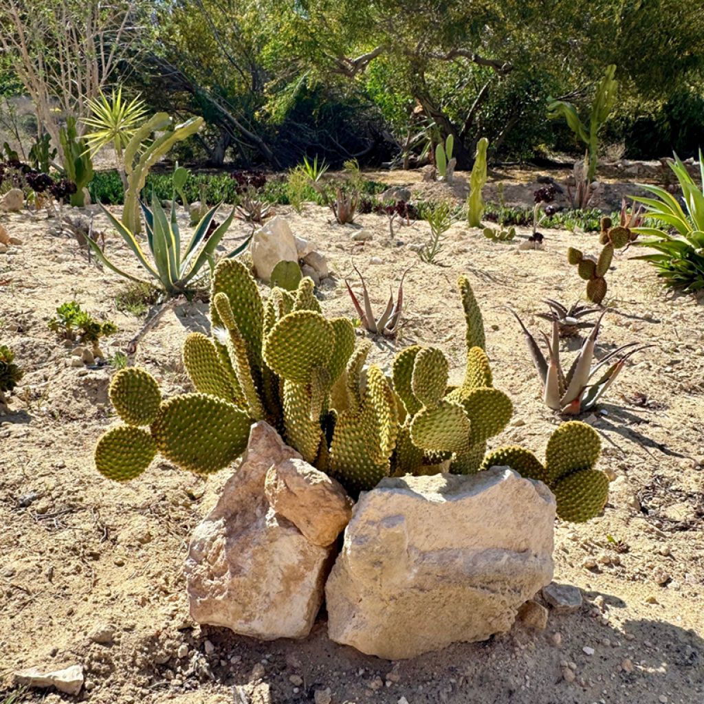 Opuntia microdasys var. pallida - Feigenkaktus
