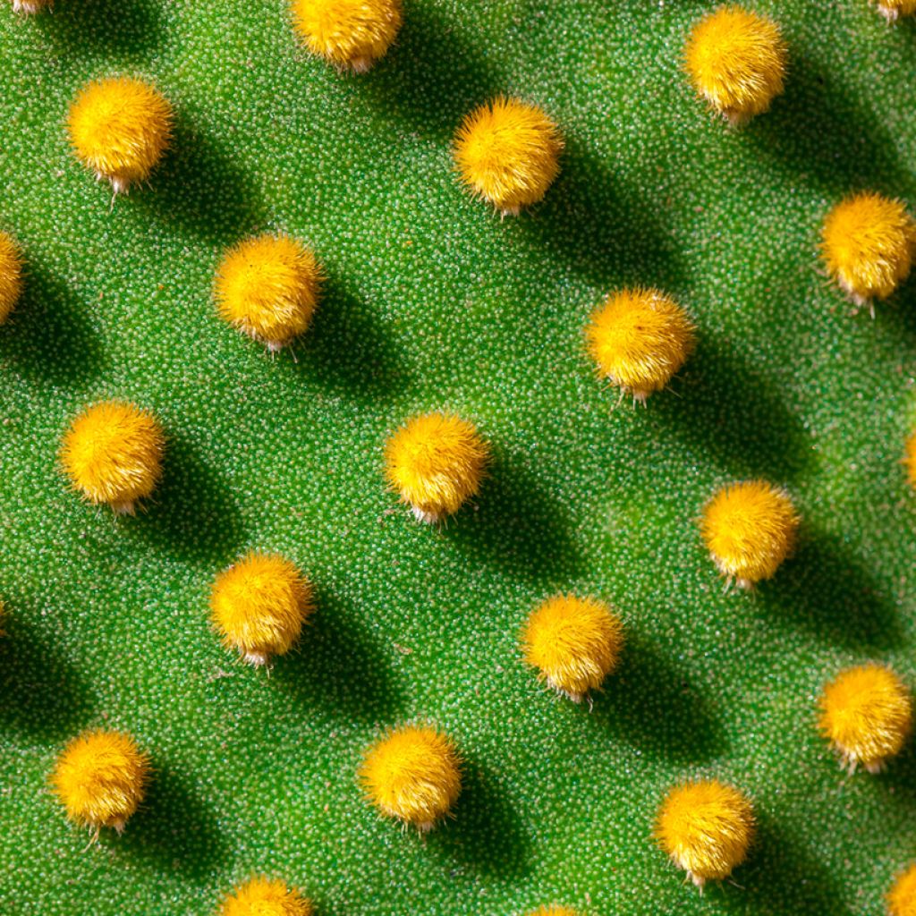 Opuntia microdasys var. pallida - Feigenkaktus