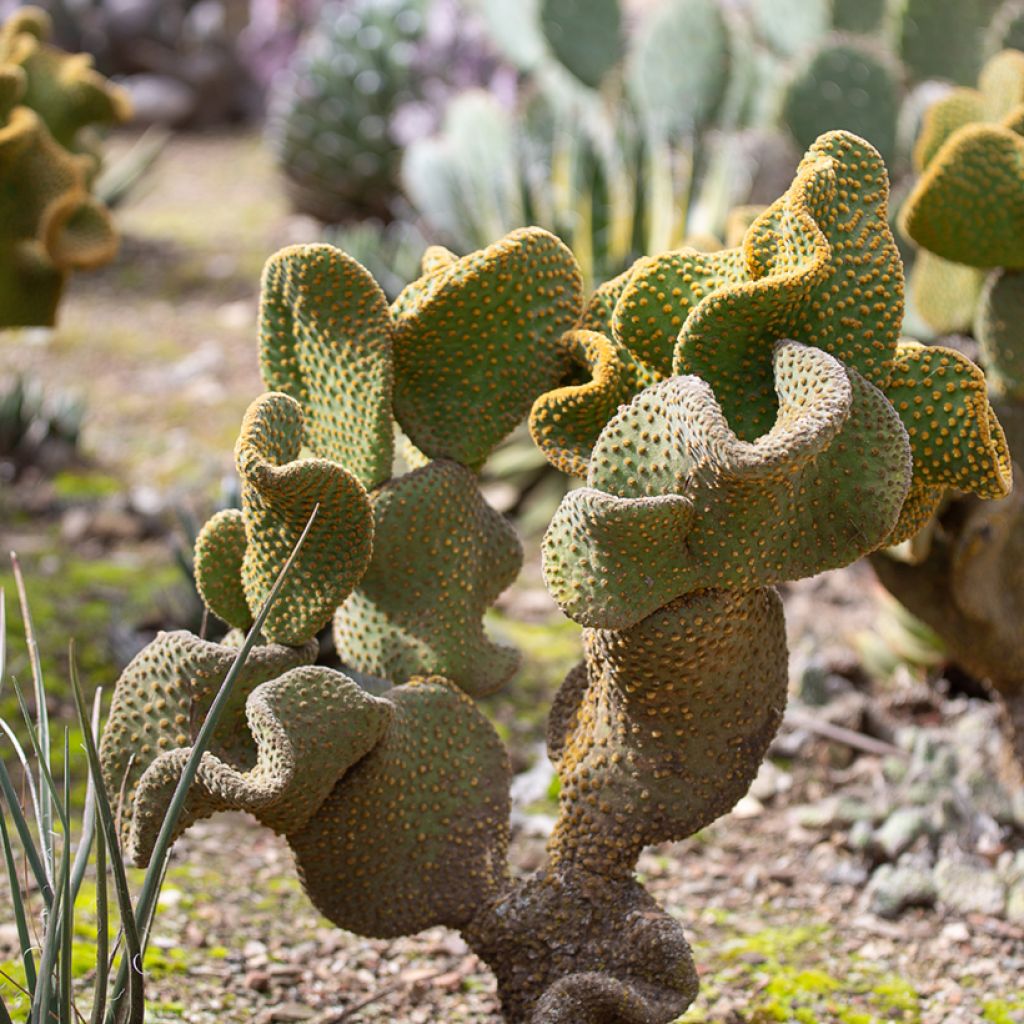 Opuntia microdasys undulata - Feigenkaktus