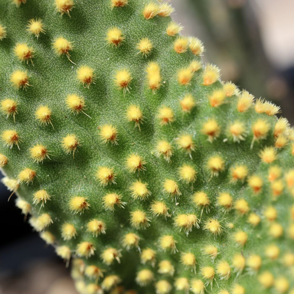 Opuntia microdasys undulata - Feigenkaktus