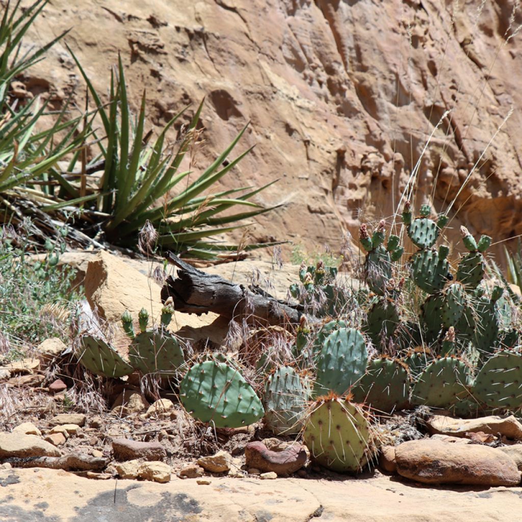 Opuntia polyacantha - Feigenkaktus