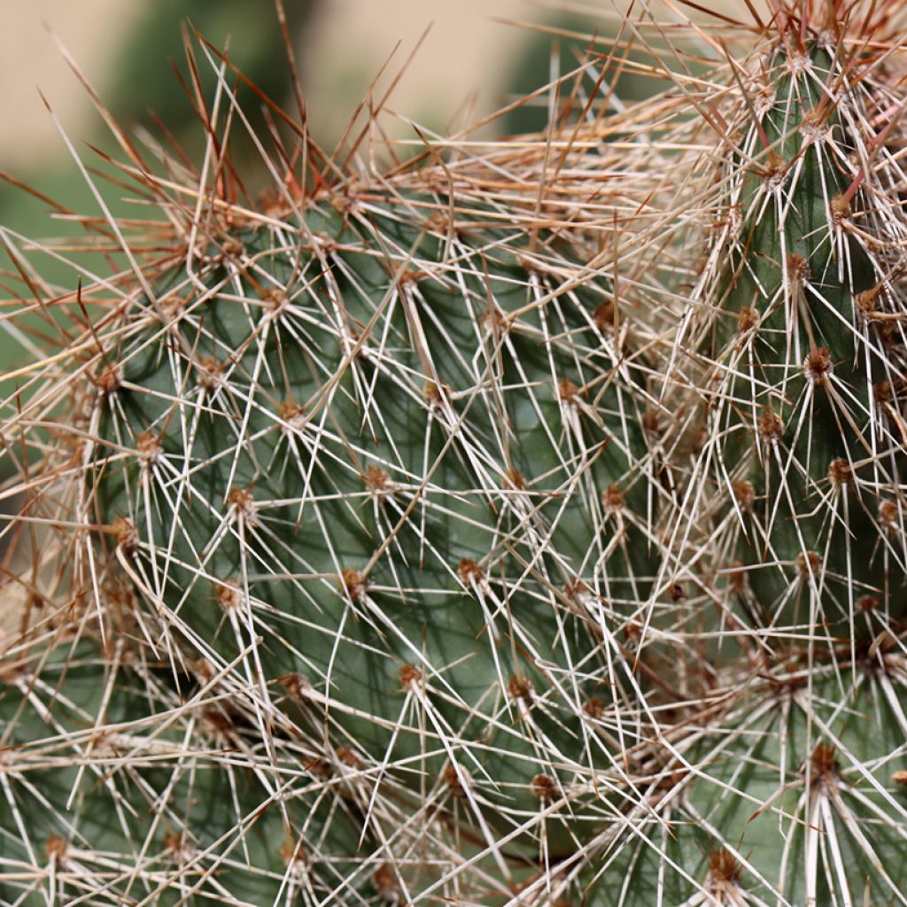 Opuntia polyacantha - Feigenkaktus