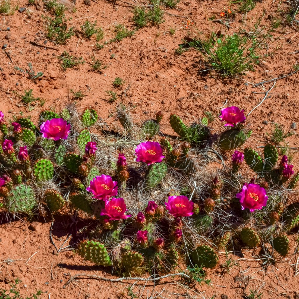 Opuntia polyacantha - Feigenkaktus