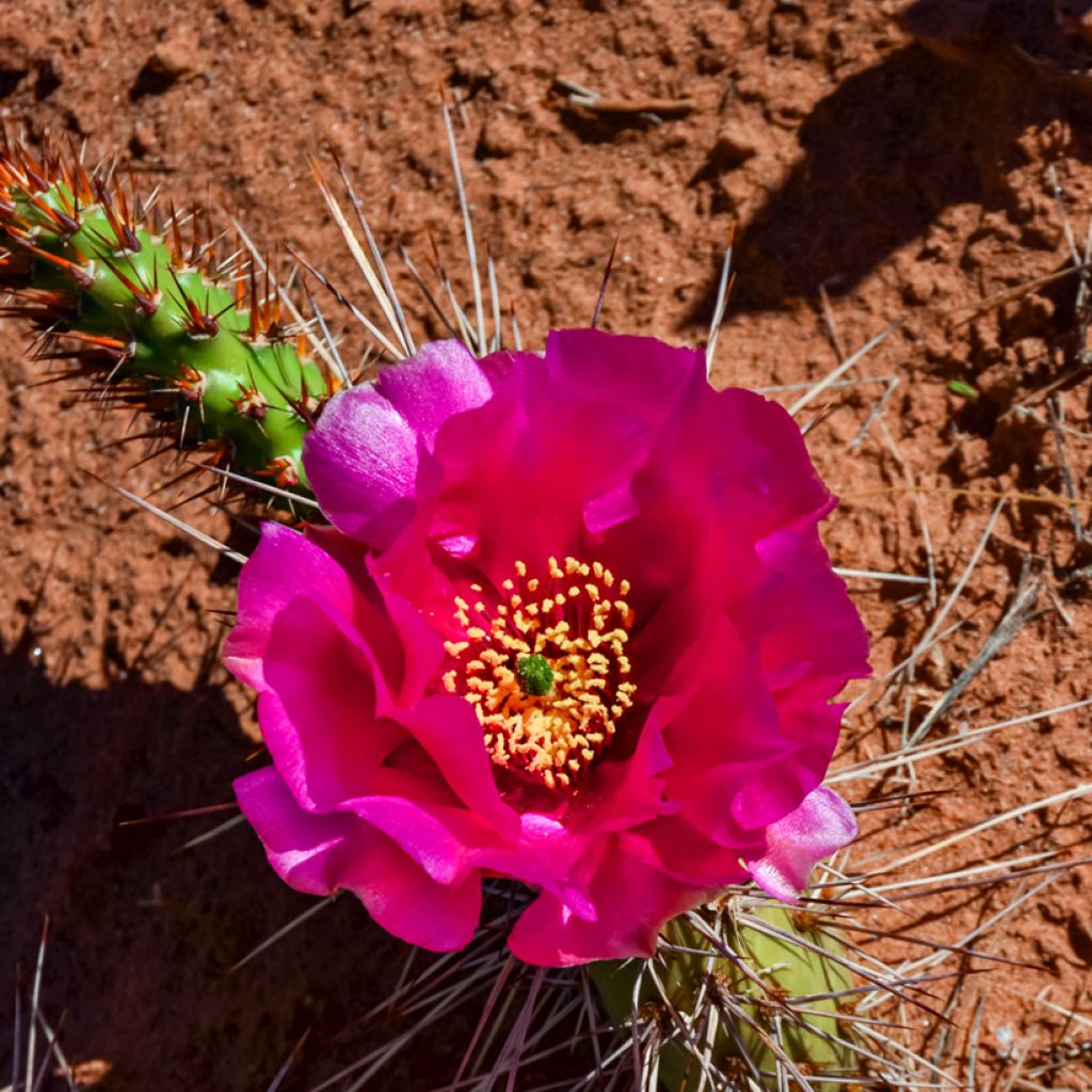 Opuntia polyacantha - Feigenkaktus