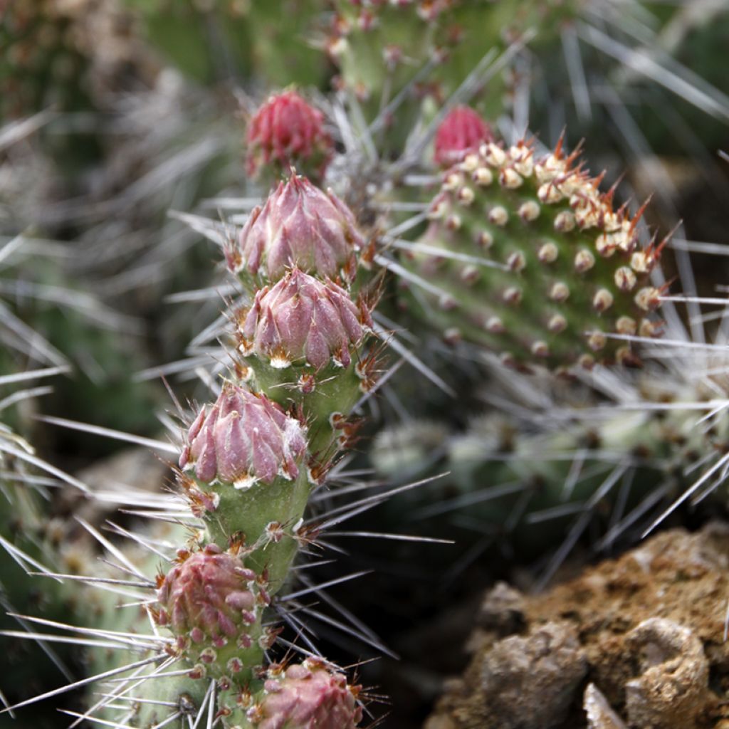 Opuntia polyacantha - Feigenkaktus