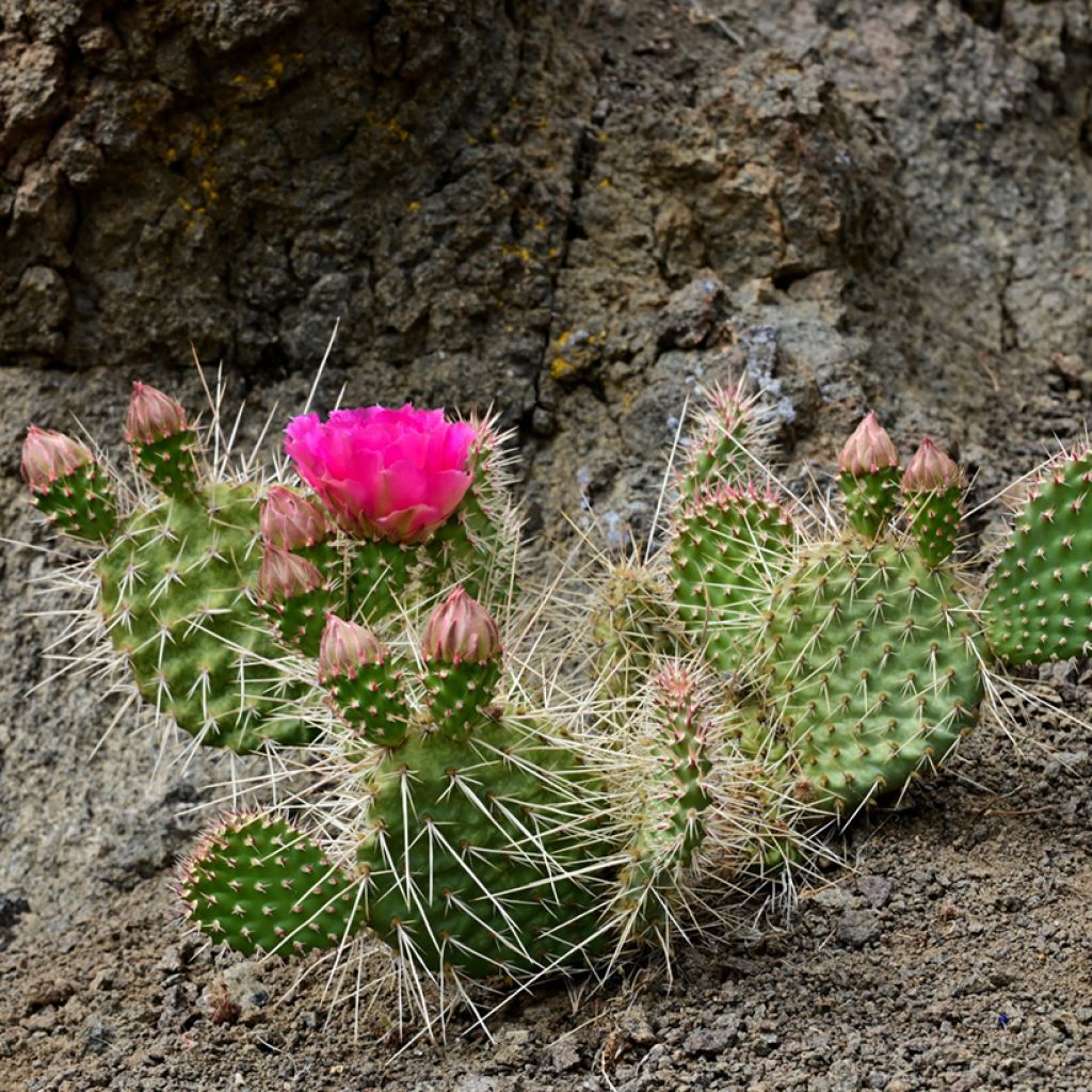 Opuntia polyacantha - Feigenkaktus