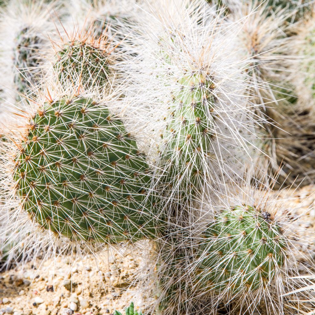 Opuntia polyacantha - Feigenkaktus