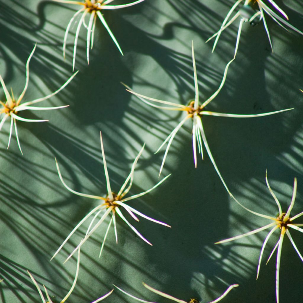 Opuntia robusta - Feigenkaktus
