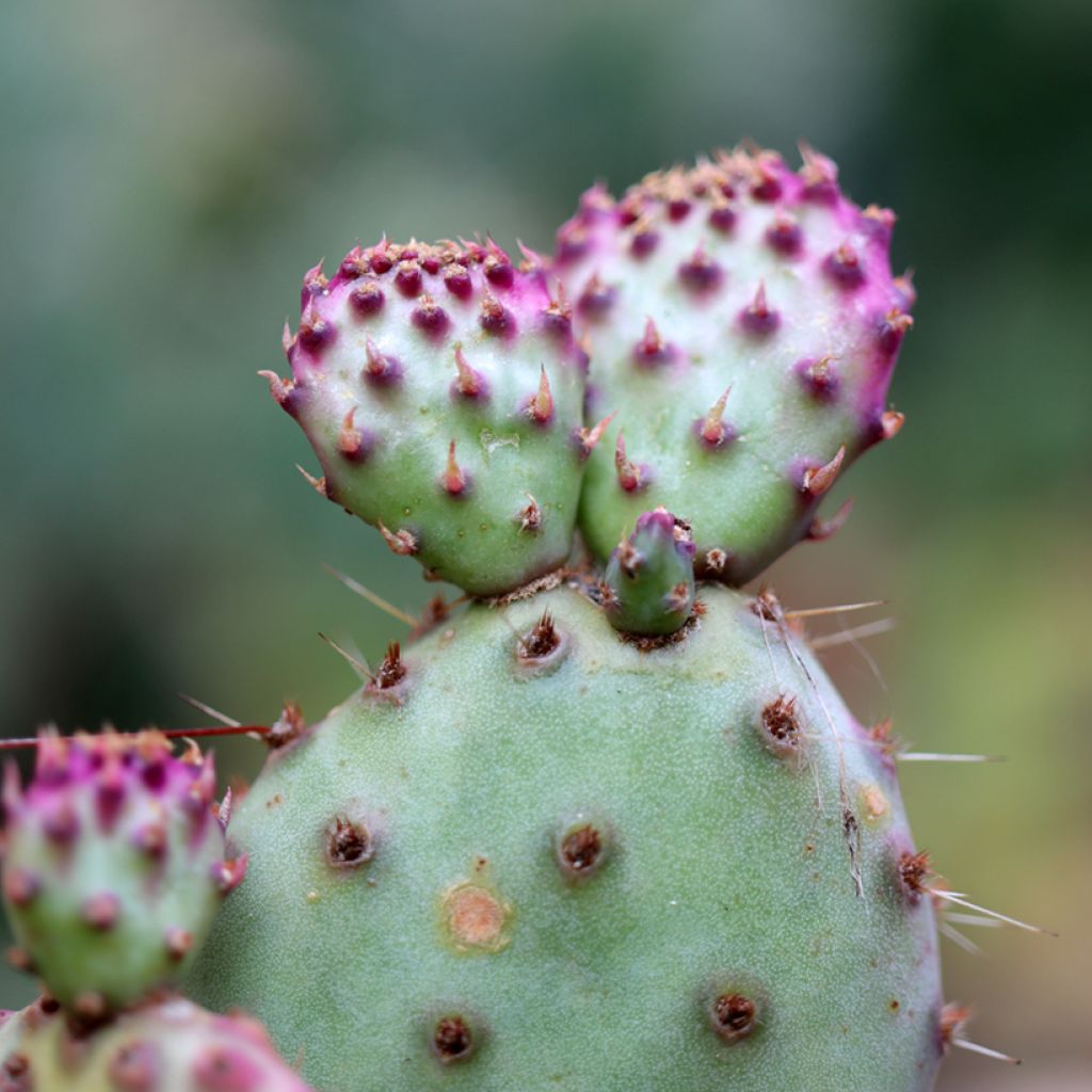 Opuntia santa-rita - Feigenkaktus