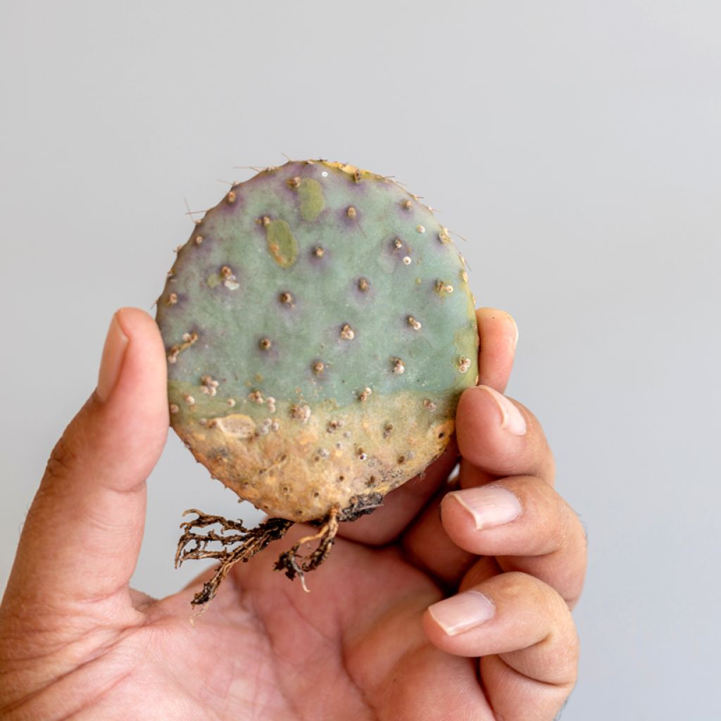 Opuntia santa-rita - Feigenkaktus