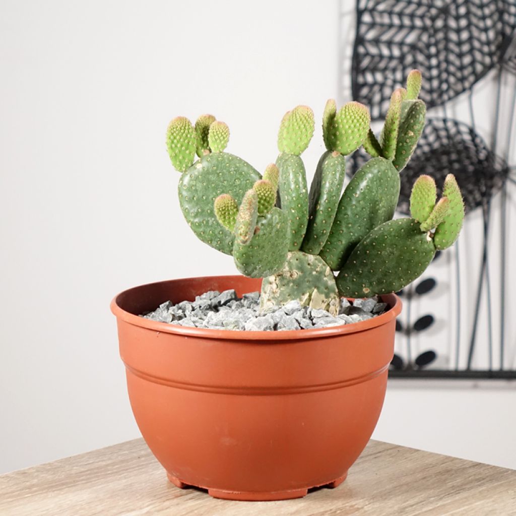 Opuntia microdasys Caress - Feigenkaktus