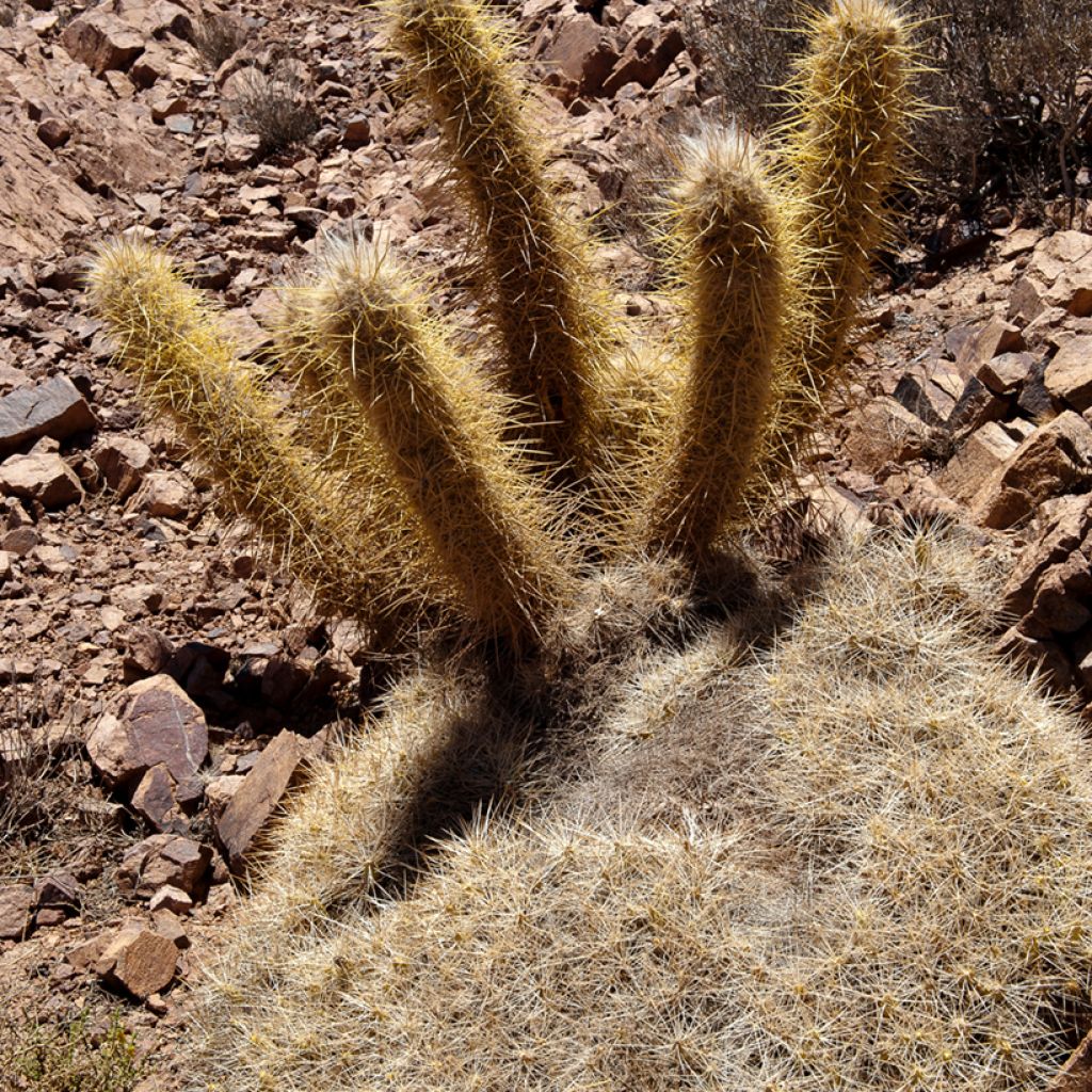 Oreocereus leucotrichus - Kaktus