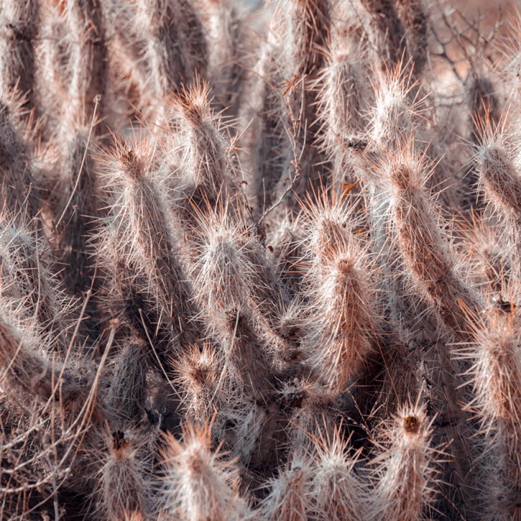 Oreocereus trollii - Kaktus