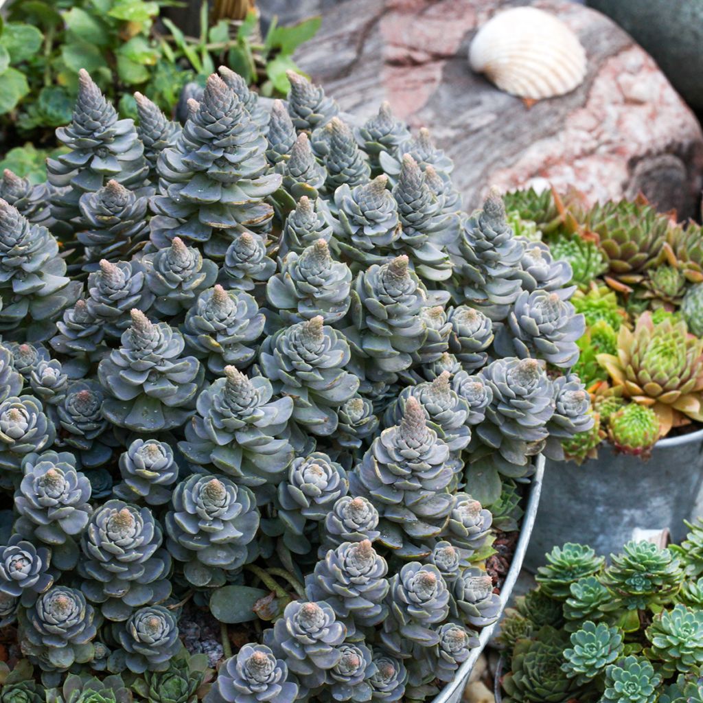 Orostachys iwarenge