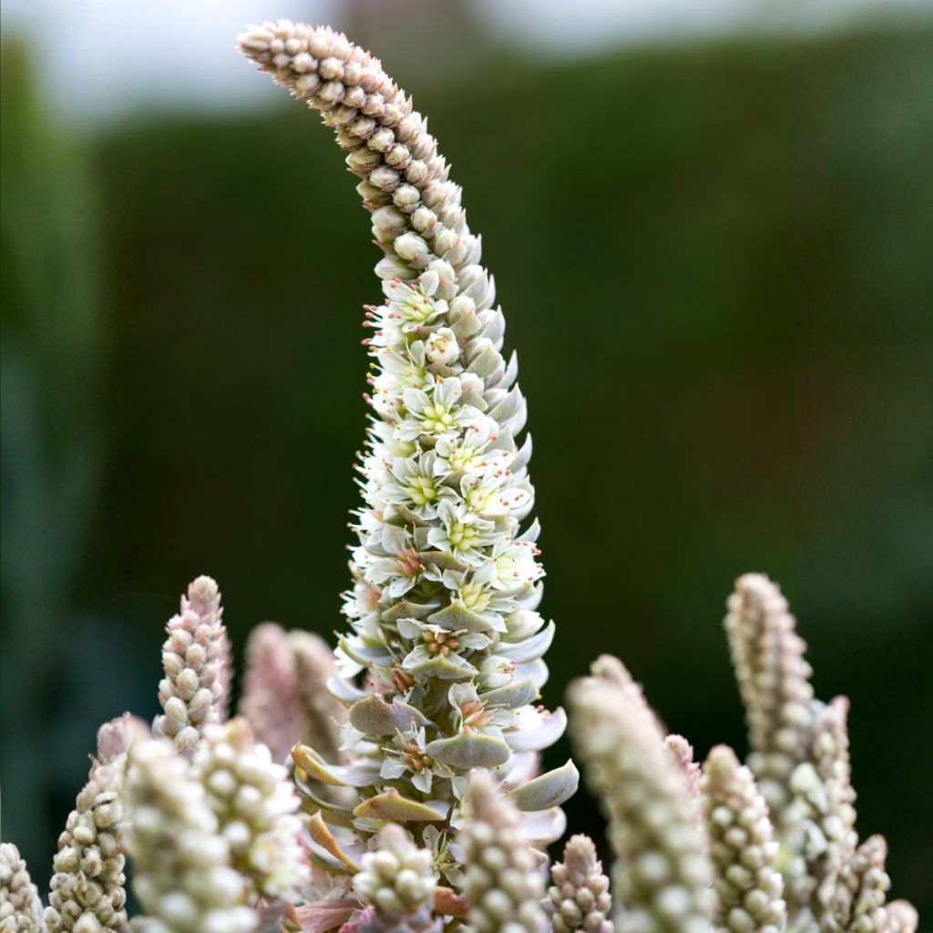 Orostachys iwarenge