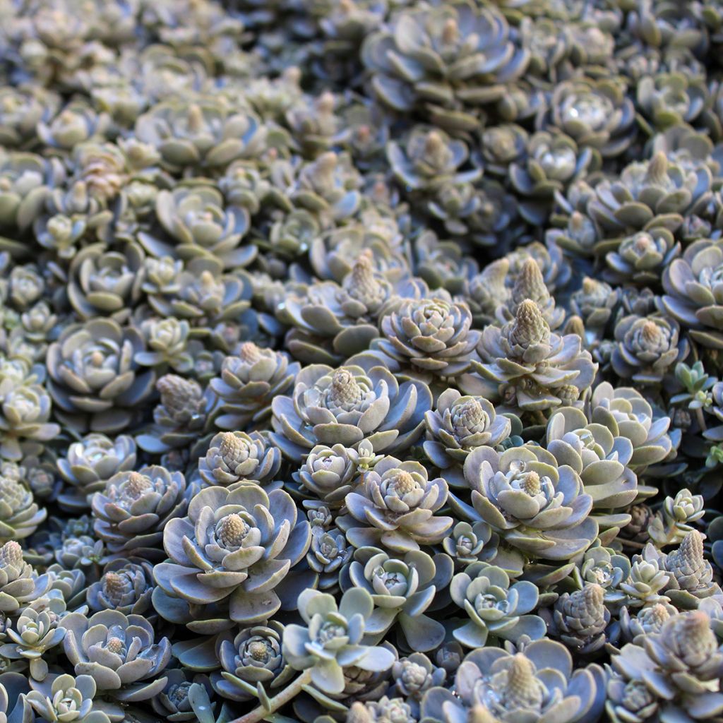 Orostachys iwarenge