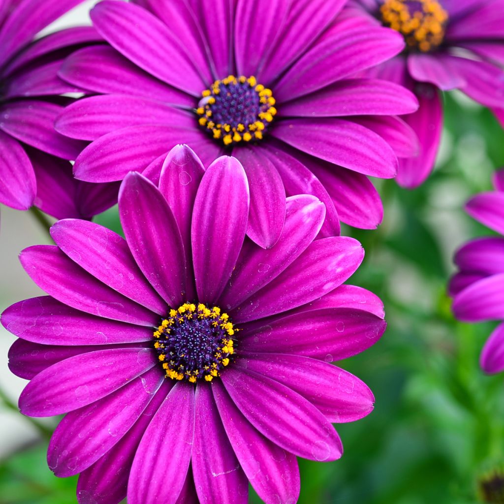Kapmargerite Dalina Bright Purple - Osteospermum