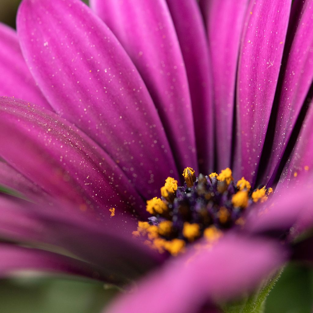 Kapmargerite Dalina Bright Purple - Osteospermum