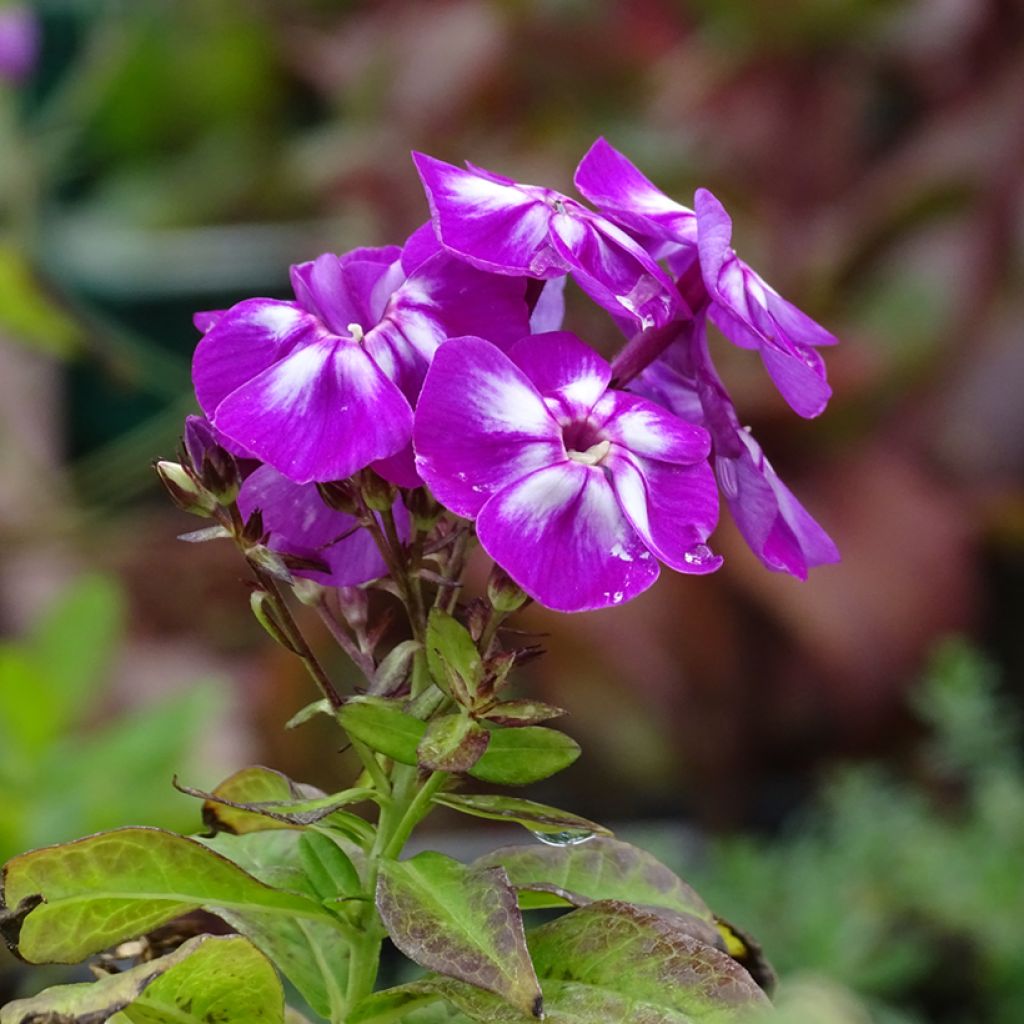 Phlox paniculata Amethyst