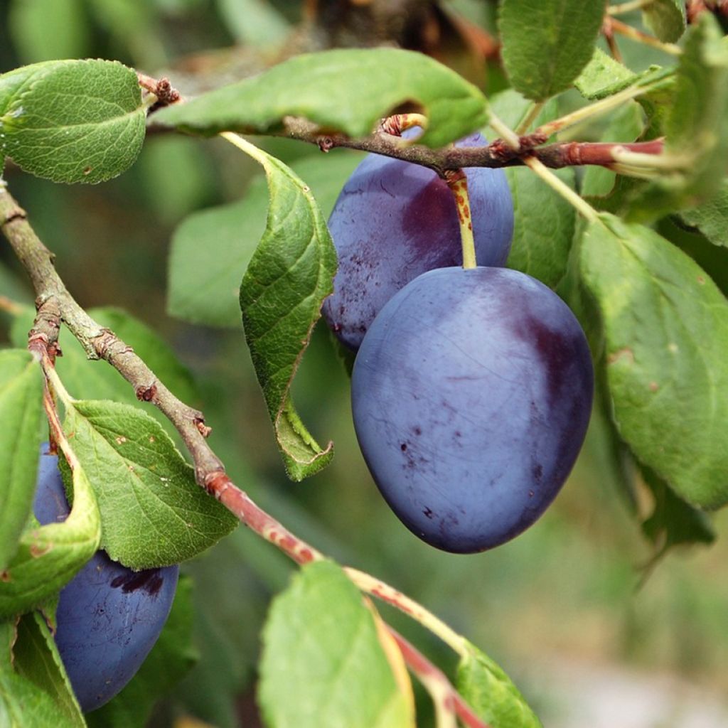 Pflaume Royale de Tours - Prunus domestica