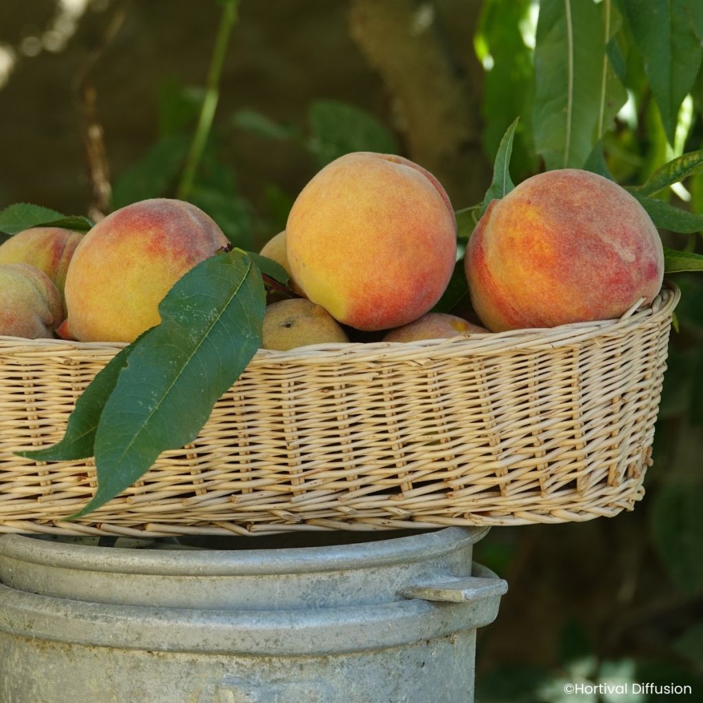 Pêcher Golden Caesar - Pêche de vigne