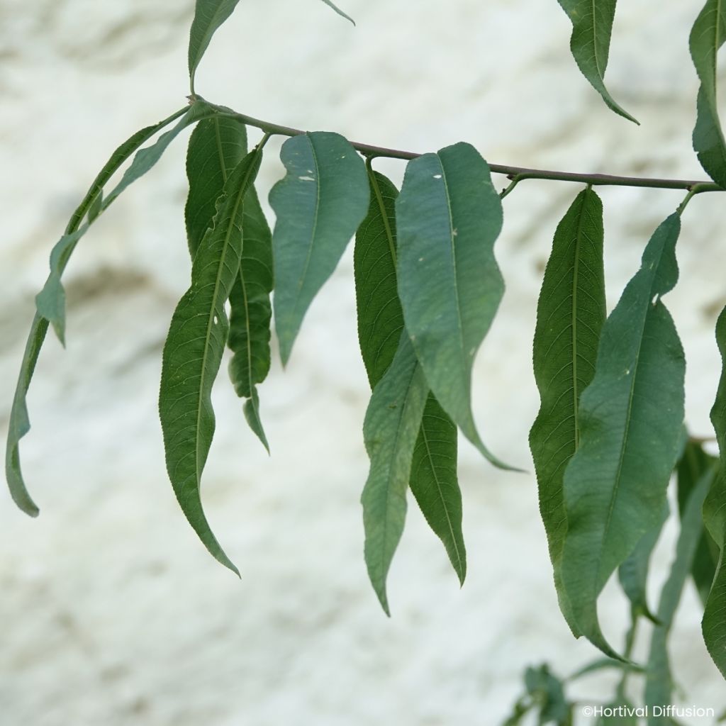 Pêcher Golden Caesar - Pêche de vigne