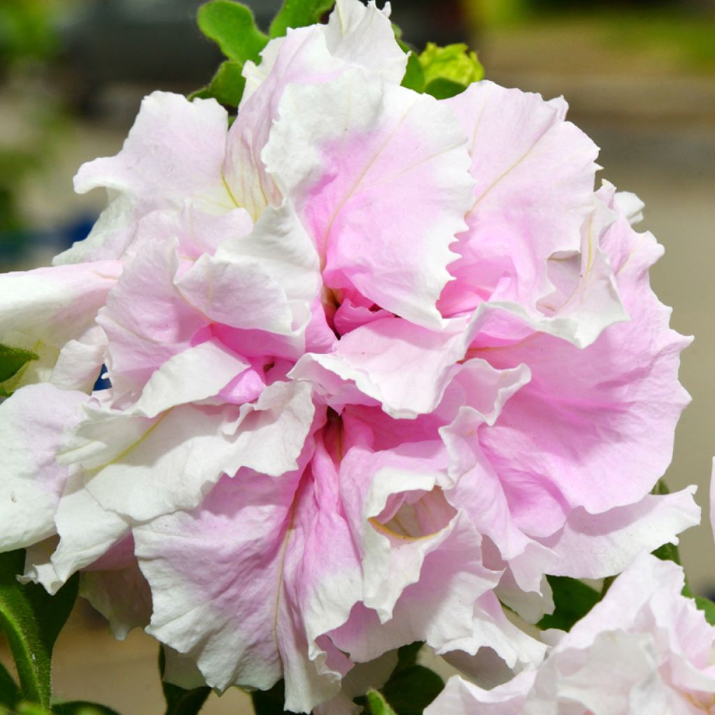 Petunia Cascade Pink Orchid Mist (Samen)