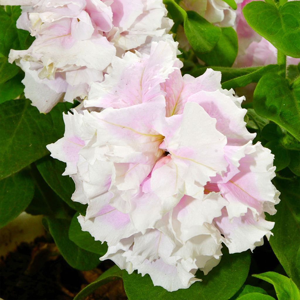 Petunia Cascade Pink Orchid Mist (Samen)