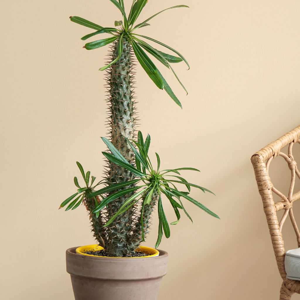 Madagaskarpalme - Pachypodium lamerei