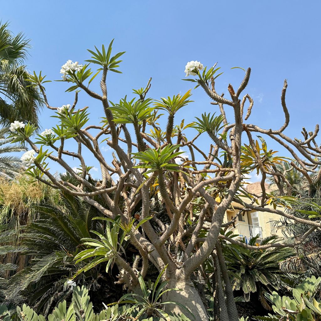 Madagaskarpalme - Pachypodium lamerei