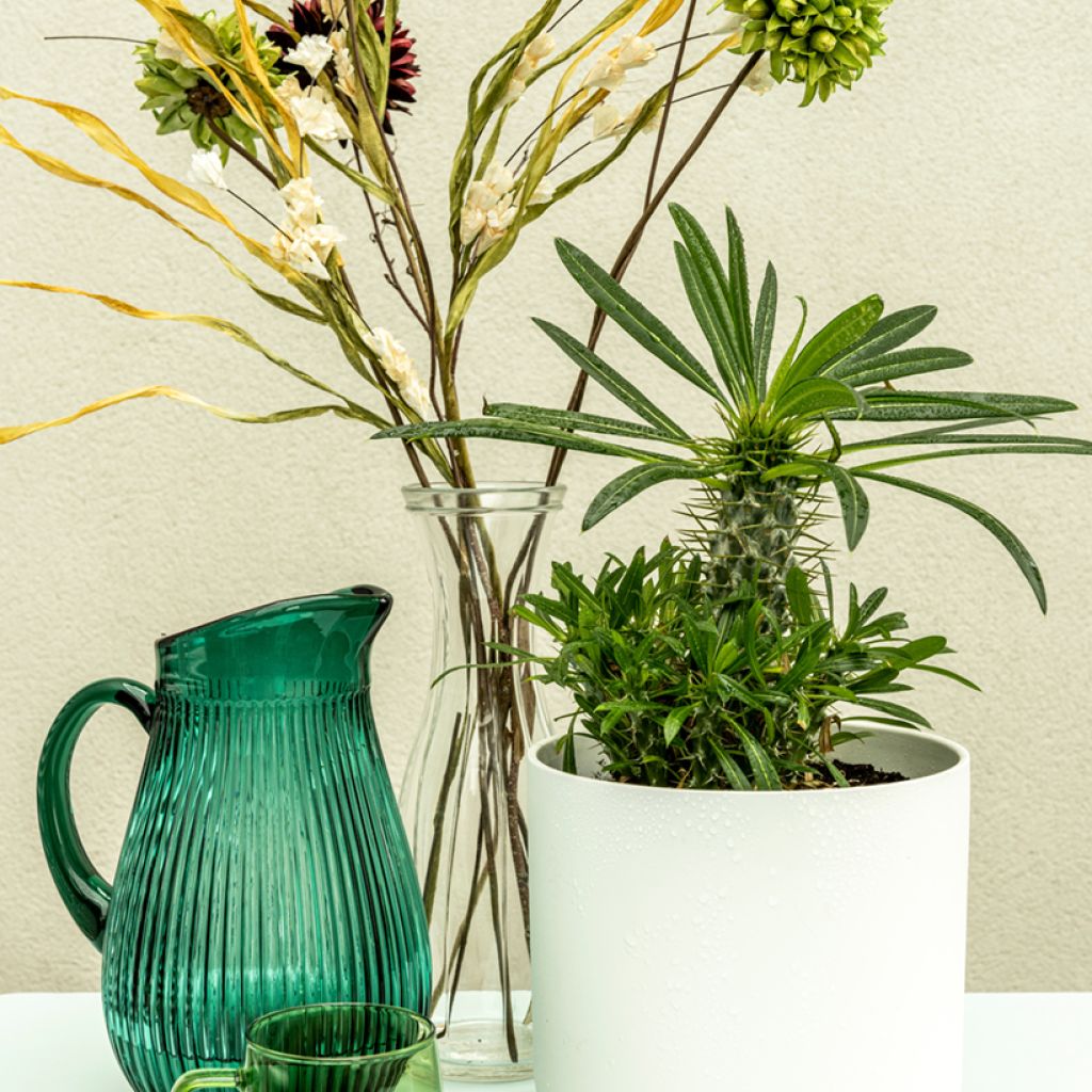 Madagaskarpalme - Pachypodium lamerei