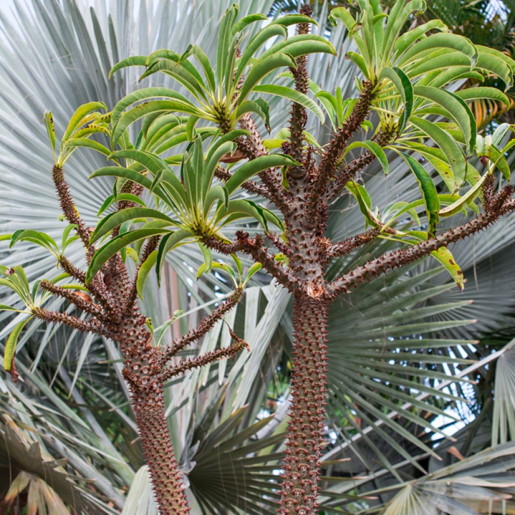 Madagaskarpalme - Pachypodium lamerei