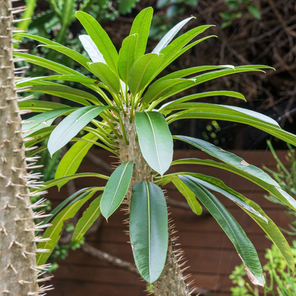 Madagaskarpalme - Pachypodium lamerei