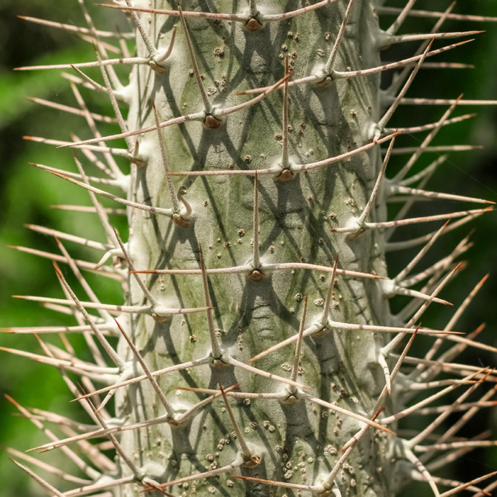 Madagaskarpalme - Pachypodium lamerei