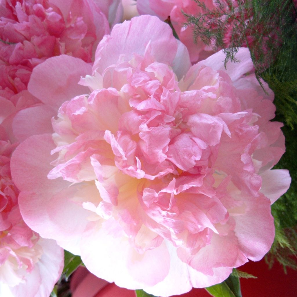 Paeonia lactiflora Raspberry Sunday - Edel-Pfingstrosen