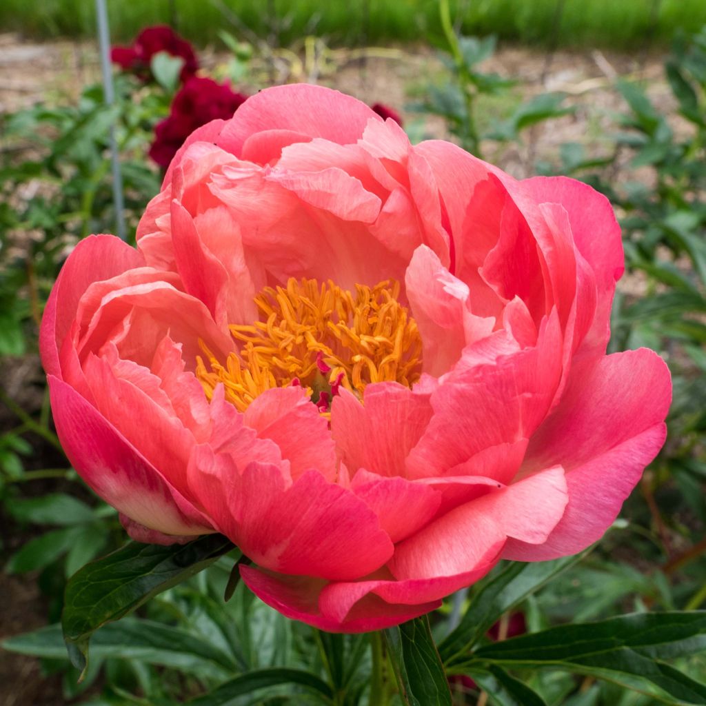 Paeonia lactiflora Coral Charm - Edel-Pfingstrosen