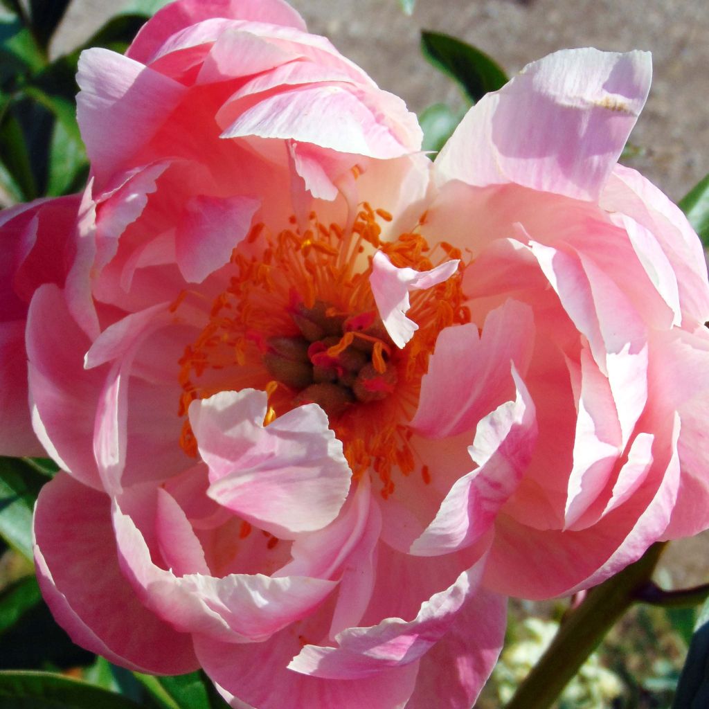 Paeonia lactiflora Coral Charm - Edel-Pfingstrosen