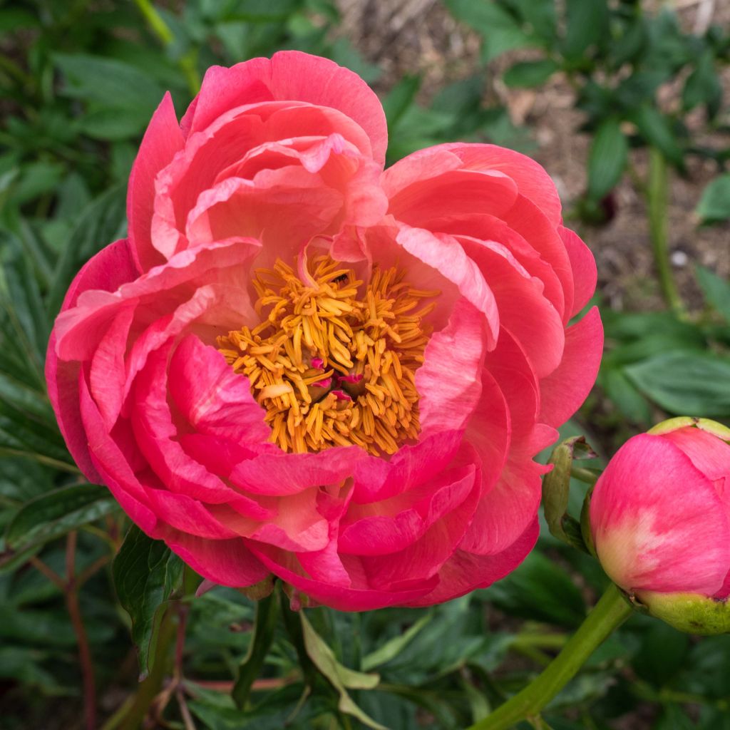 Paeonia lactiflora Coral Charm - Edel-Pfingstrosen